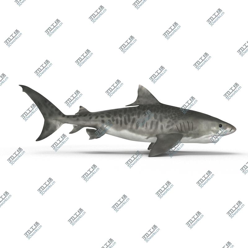 images/goods_img/20210313/Tiger Shark/3.jpg